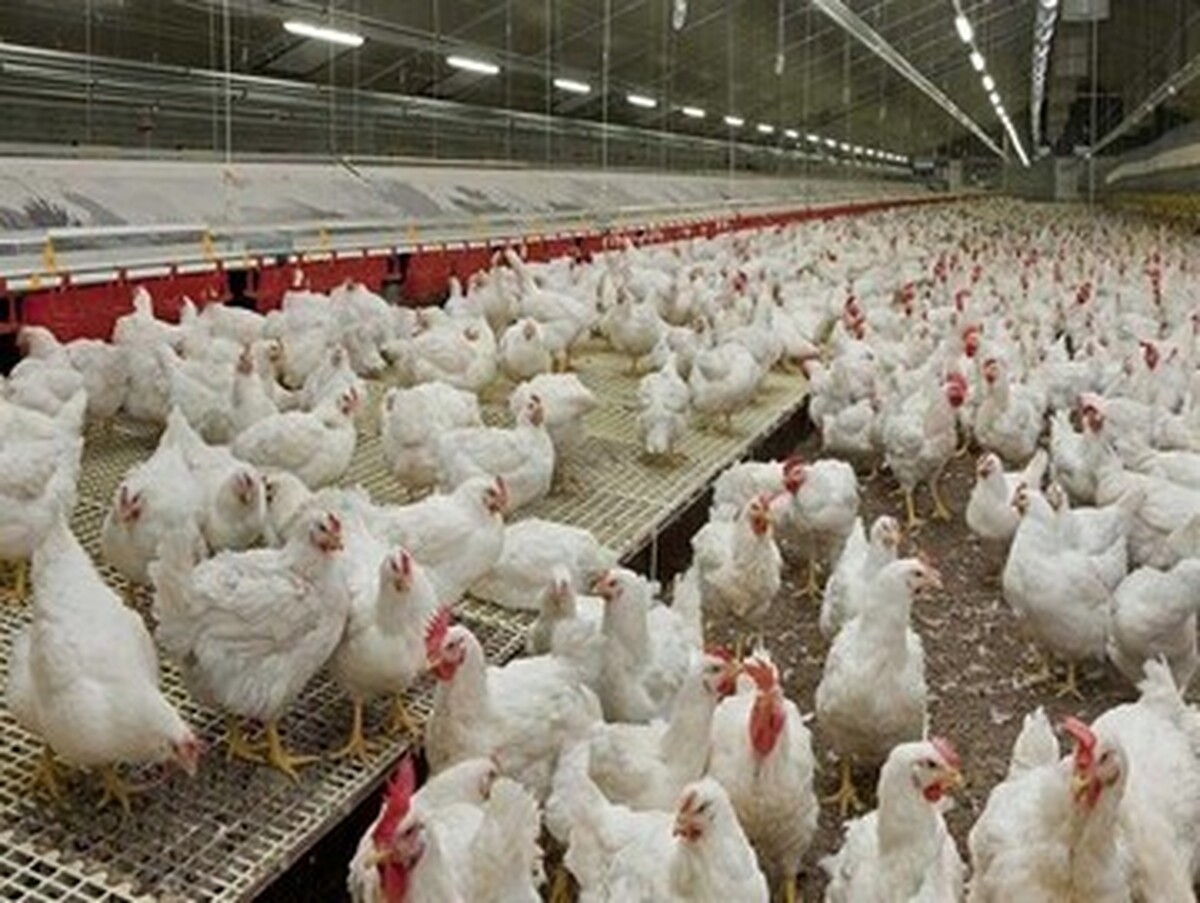 چرا قیمت جوجه گران شده است؟ چرا قیمت جوجه گران شده است؟