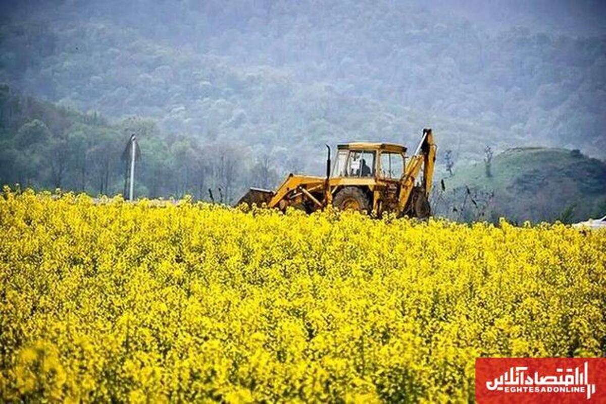 تولید ۴۴۴۶ تن کلزا در آذربایجان شرقی/ مطالبات پرداخت شد تولید ۴۴۴۶ تن کلزا در آذربایجان شرقی/ مطالبات پرداخت شد