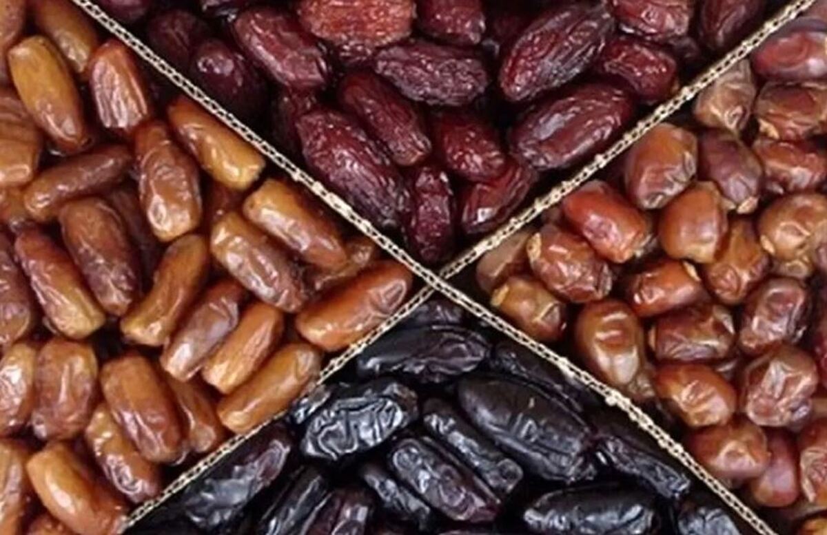 بیش از ۷۰ هزار تن خرما در آبادان برداشت میشود بیش از ۷۰ هزار تن خرما در آبادان برداشت میشود
