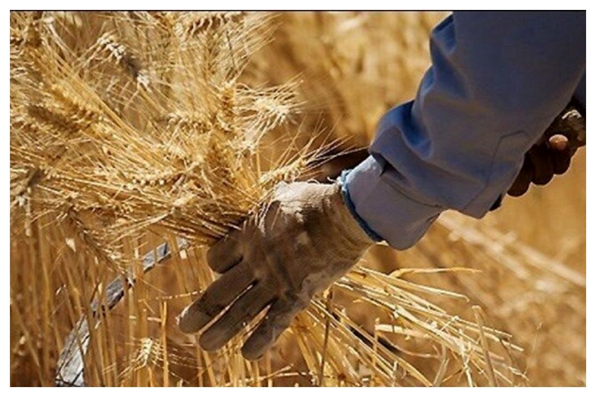 خبر خوش وزیر جهاد کشاورزی/ زمان پرداخت مطالبات گندمکاران اعلام شد خبر خوش وزیر جهاد کشاورزی/ زمان پرداخت مطالبات گندمکاران اعلام شد