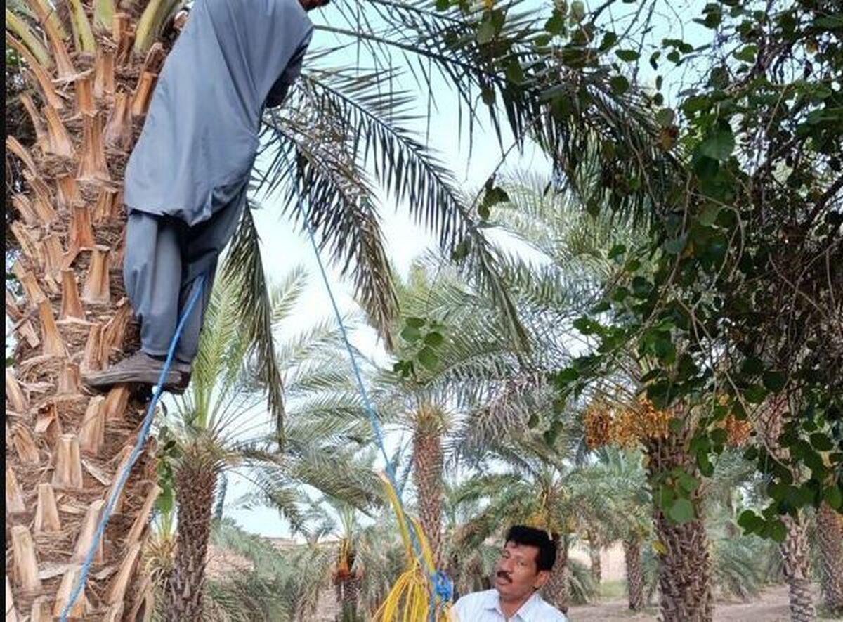 برداشت خرمای نخلستانها آغاز شد برداشت خرمای نخلستانها آغاز شد