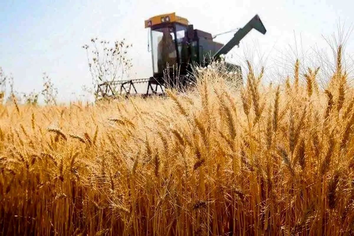 خبر خوش برای گندمکاران خبر خوش برای گندمکاران