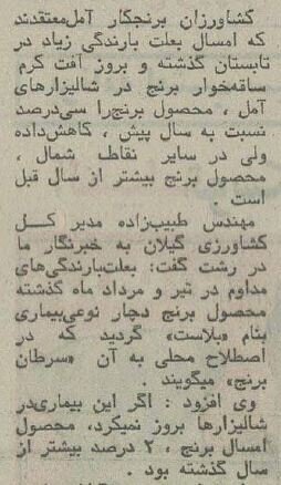 قیمت ارزان برنج شمال در سال ۱۳۵۳ + عکس