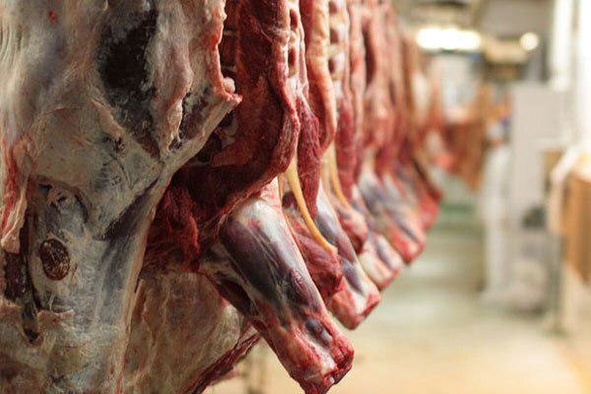 از طرح تولید قراردادی گوشت قرمز چه خبر؟ از طرح تولید قراردادی گوشت قرمز چه خبر؟