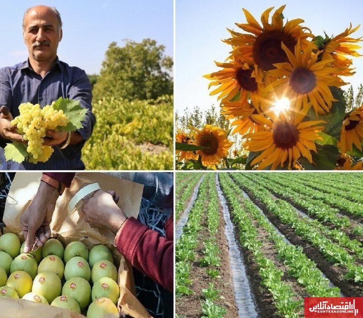 تولید ۲۶۷ هزار تن محصولات کشاورزی در تبریز؛ دومین تولیدکننده بزرگ استان تولید ۲۶۷ هزار تن محصولات کشاورزی در تبریز؛ دومین تولیدکننده بزرگ استان