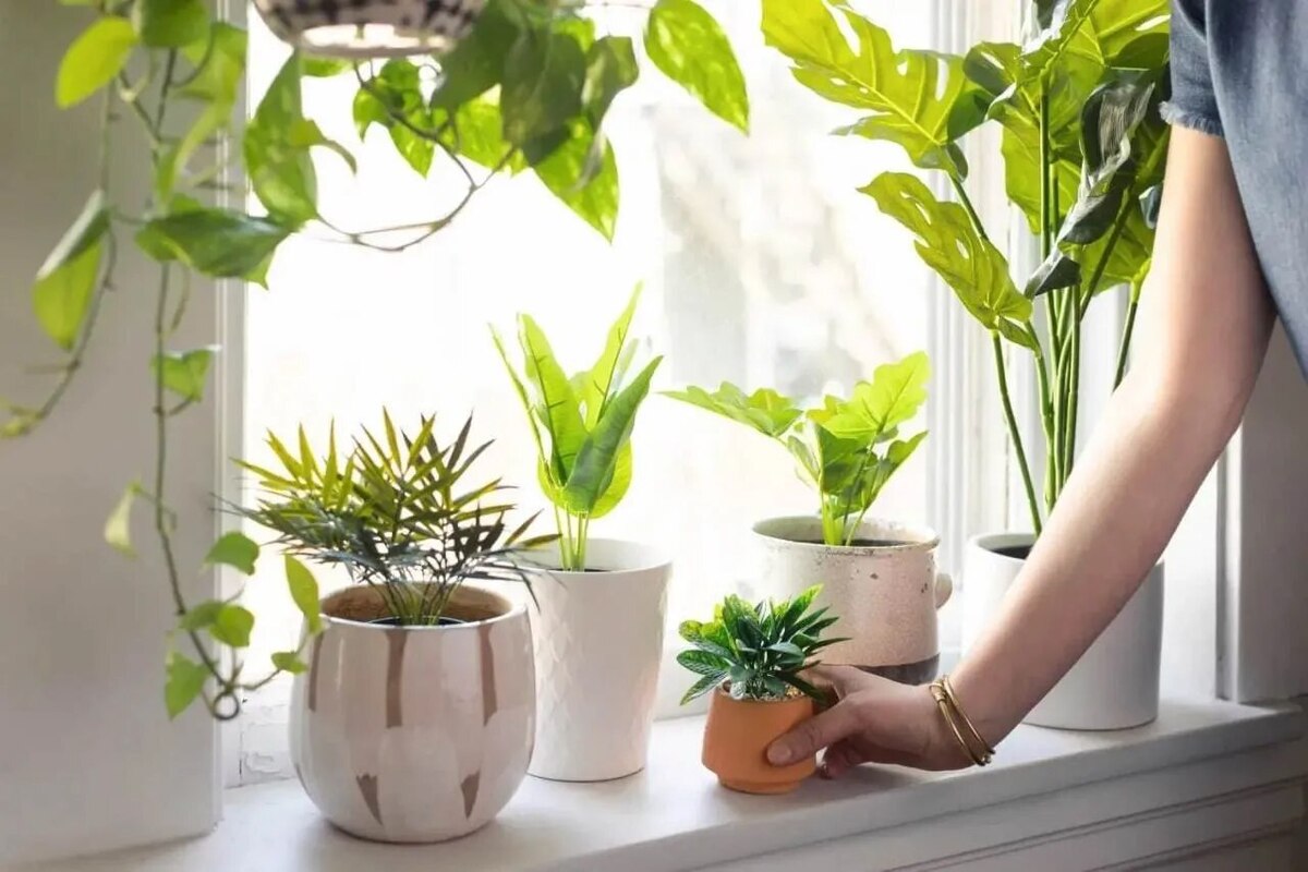 آیا گیاهان با یکدیگر حرف میزنند؟ آیا گیاهان با یکدیگر حرف میزنند؟