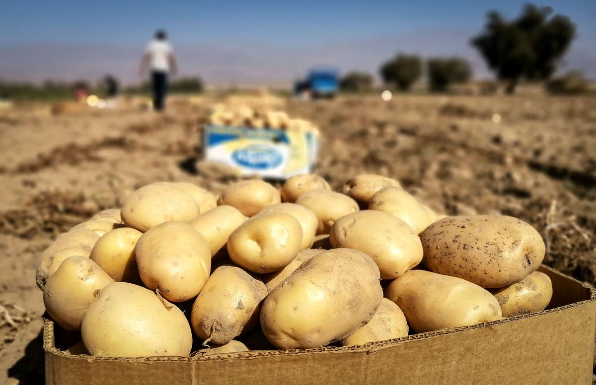 نرخ خرید تضمینی ۶ محصول کشاورزی تعیین شد نرخ خرید تضمینی ۶ محصول کشاورزی تعیین شد