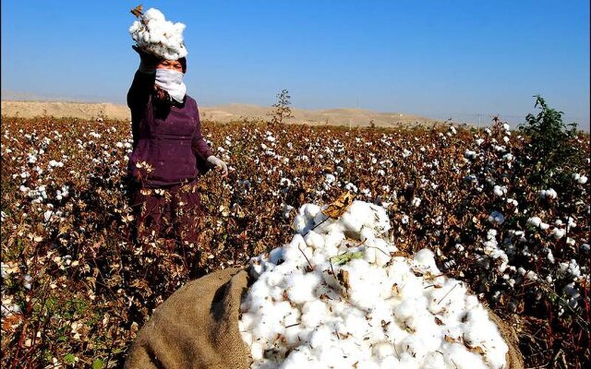 پنبهکاران آبیاری مزارع را قطع کنند پنبهکاران آبیاری مزارع را قطع کنند