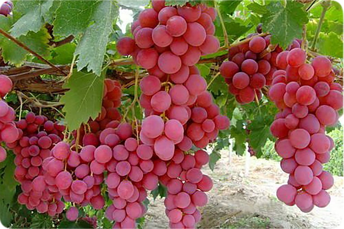 فواید مصرف انگور برای تقویت حافظه و عملکرد مغز فواید مصرف انگور برای تقویت حافظه و عملکرد مغز