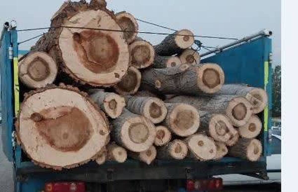 ۱۱ تن چوب قاچاق در ساوجبلاغ کشف شد ۱۱ تن چوب قاچاق در ساوجبلاغ کشف شد