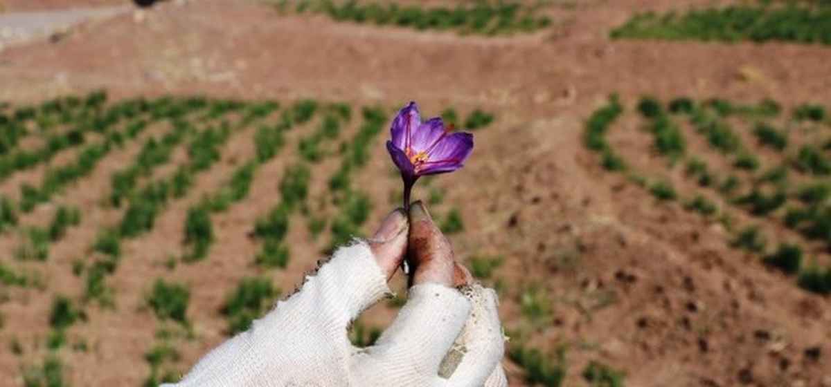 تاراج میراث ایرانی به دست افغانستان تاراج میراث ایرانی به دست افغانستان