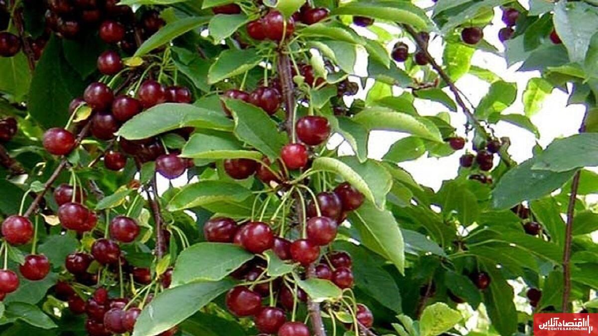 قطب تولید میوه آذربایجان شرقی با ۳۰ درصد تولید استانی قطب تولید میوه آذربایجان شرقی با ۳۰ درصد تولید استانی