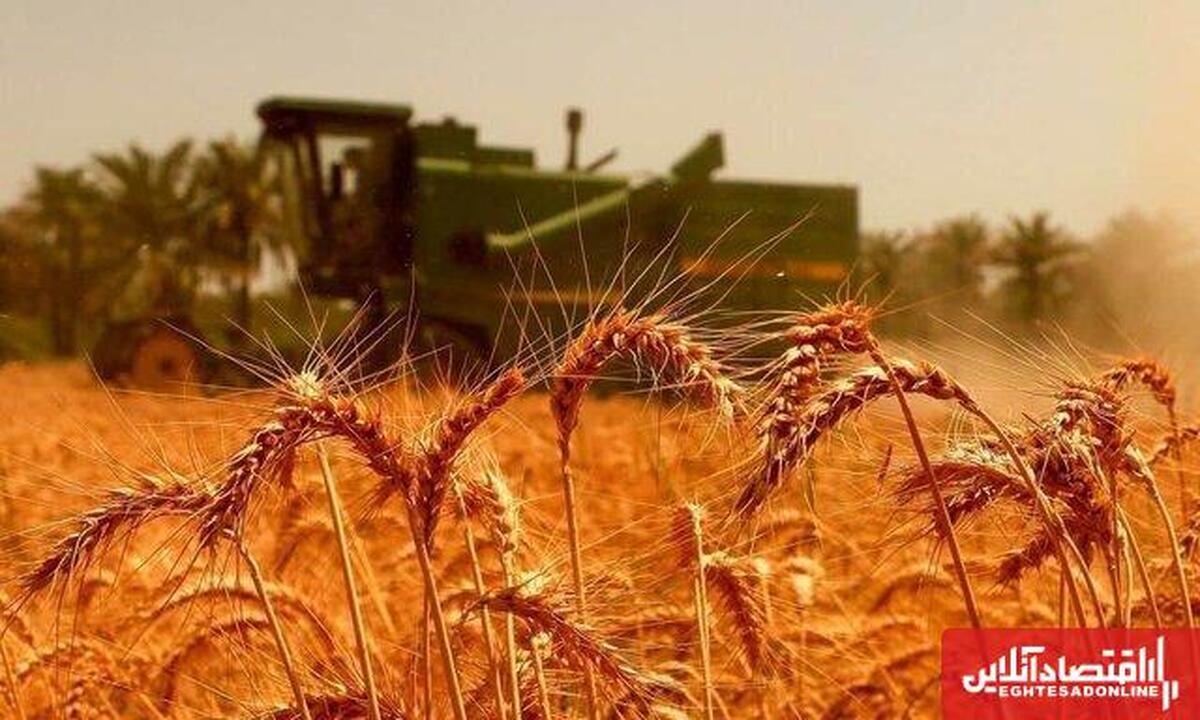 تغییر بازی به نفع کشاورزان / واریزهای کلان دولت به حساب گندمکاران! تغییر بازی به نفع کشاورزان / واریزهای کلان دولت به حساب گندمکاران!
