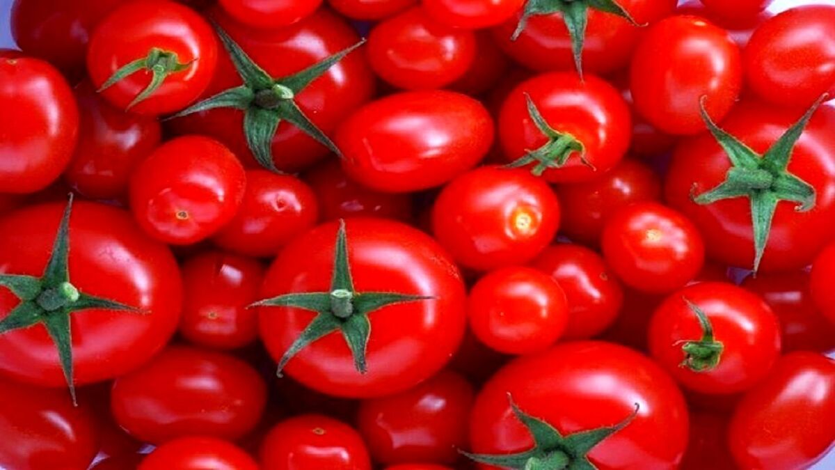 افرایش چشمگیر قیمت گوجه فرنگی/ گوجه نایاب شد افرایش چشمگیر قیمت گوجه فرنگی/ گوجه نایاب شد