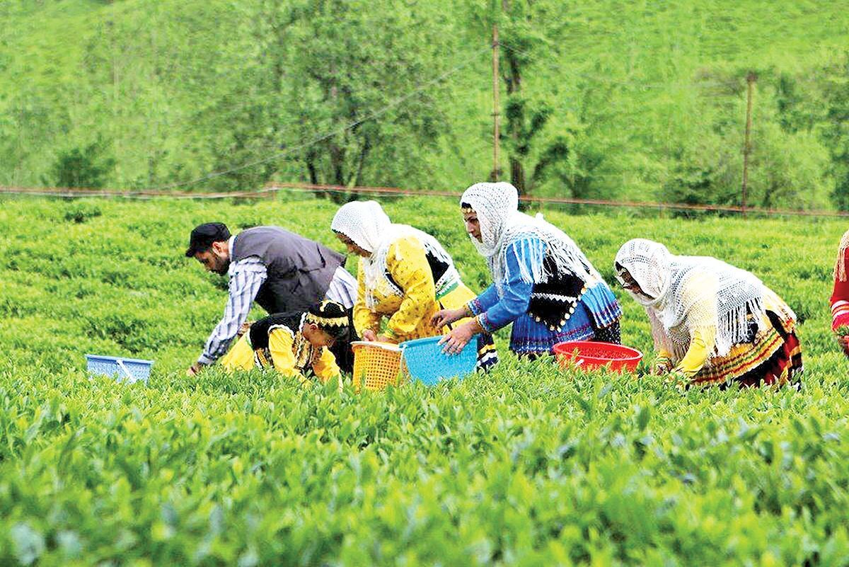 مطالباب چایکاران پرداخت شد؟ / خبر جدید مطالباب چایکاران پرداخت شد؟ / خبر جدید