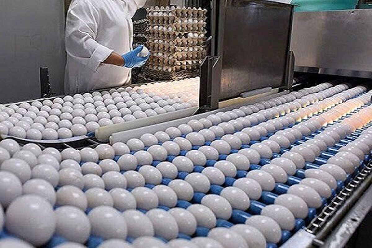 قیمت جدید تخممرغ اعلام شد قیمت جدید تخممرغ اعلام شد