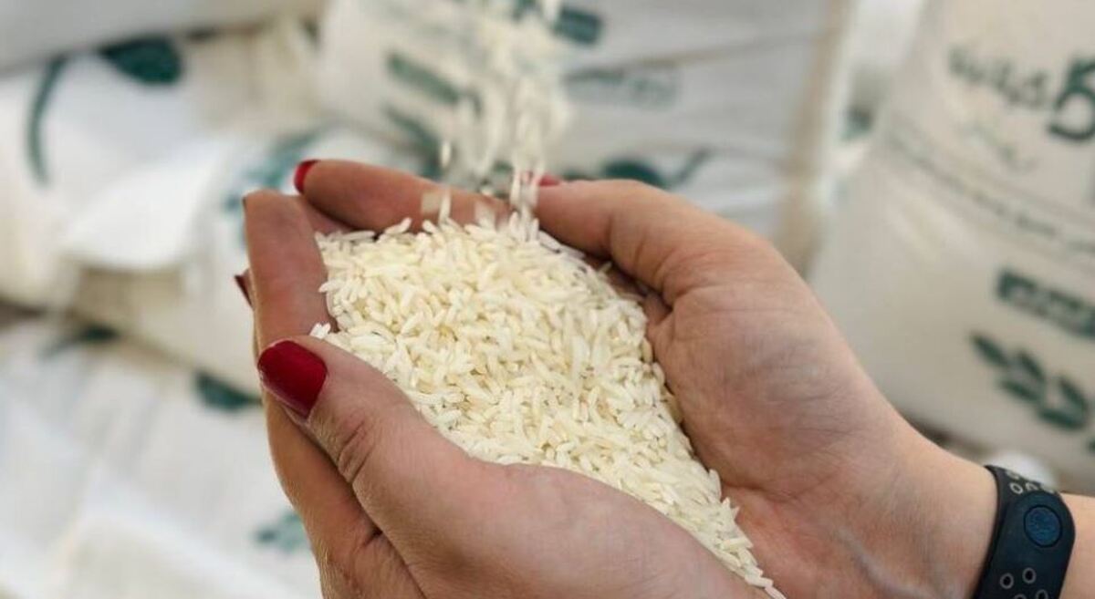 قیمت برنج ایرانی آبان ۱۴۰۳ / برنج هاشمی شمال کیلویی چند؟ قیمت برنج ایرانی آبان ۱۴۰۳ / برنج هاشمی شمال کیلویی چند؟