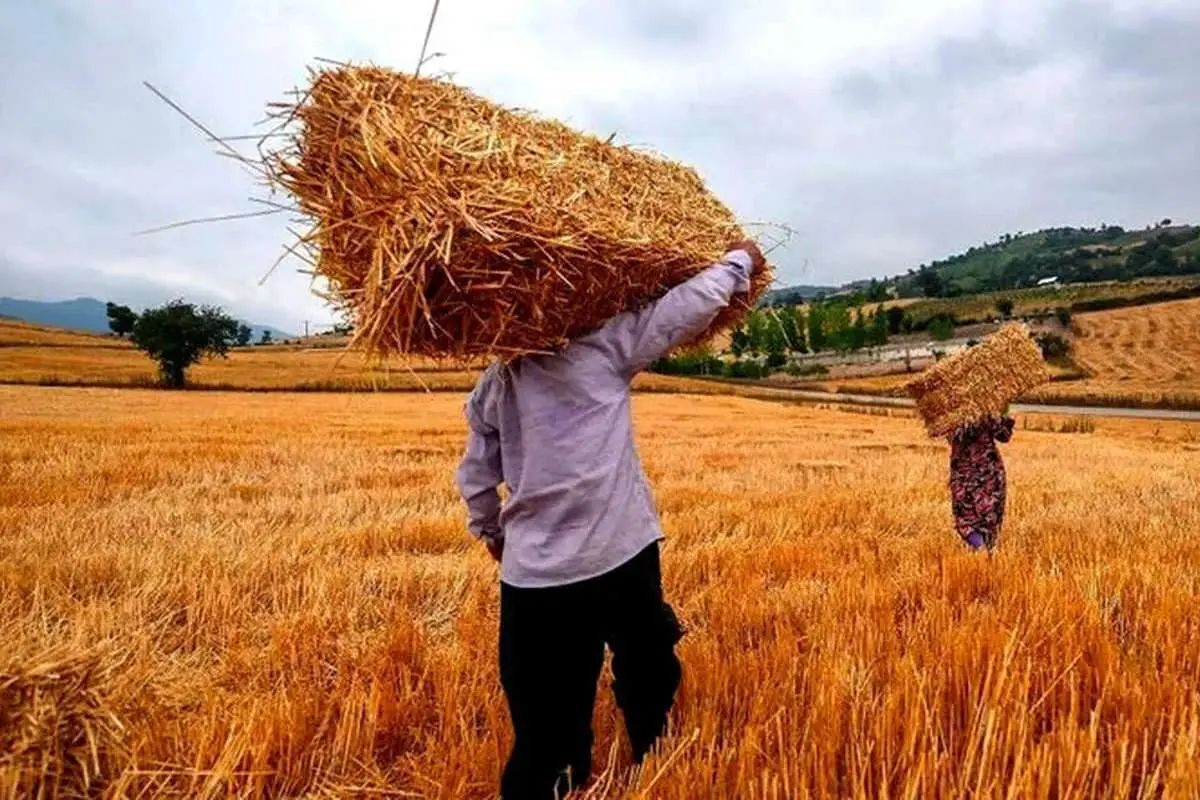 خبر مهم وزیر کشاورزی درباره پرداخت باقیمانده مطالبات گندمکاران خبر مهم وزیر کشاورزی درباره پرداخت باقیمانده مطالبات گندمکاران