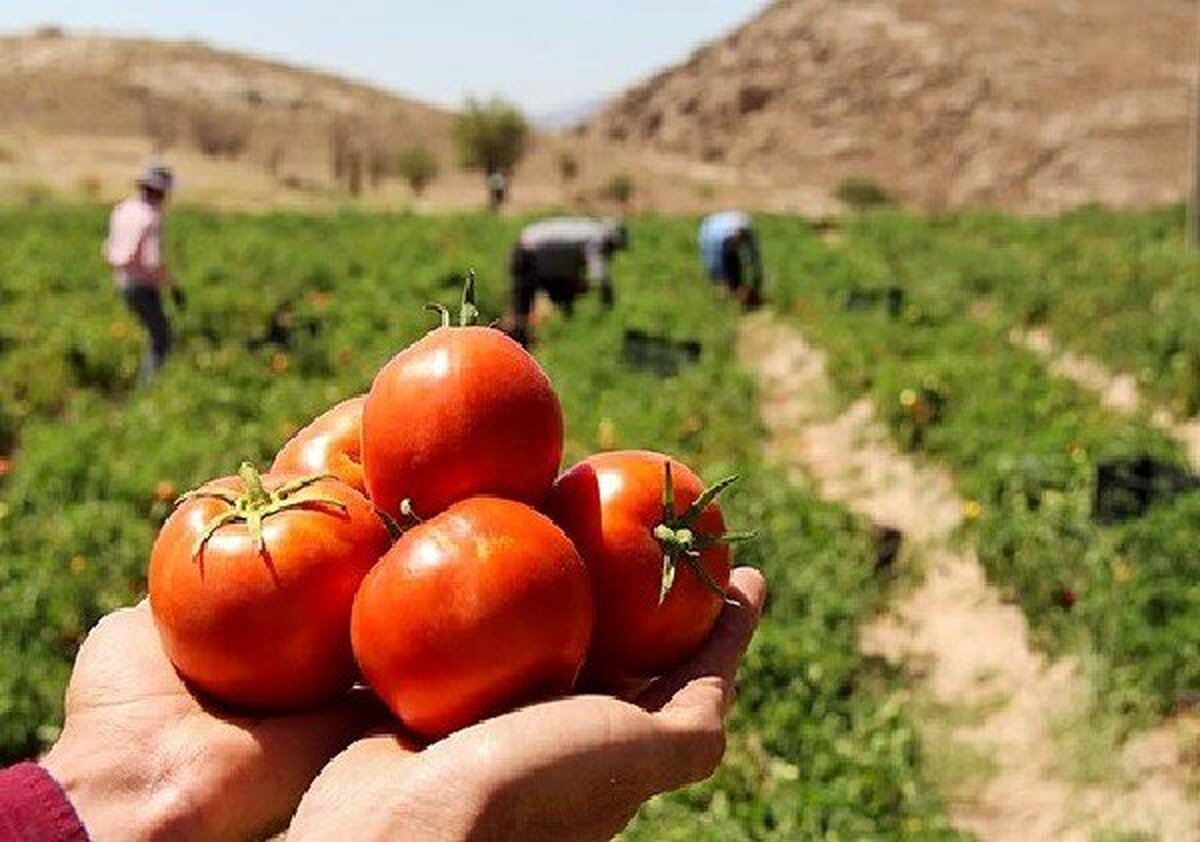 قیمت بالای گوجهفرنگی موقتی است قیمت بالای گوجهفرنگی موقتی است