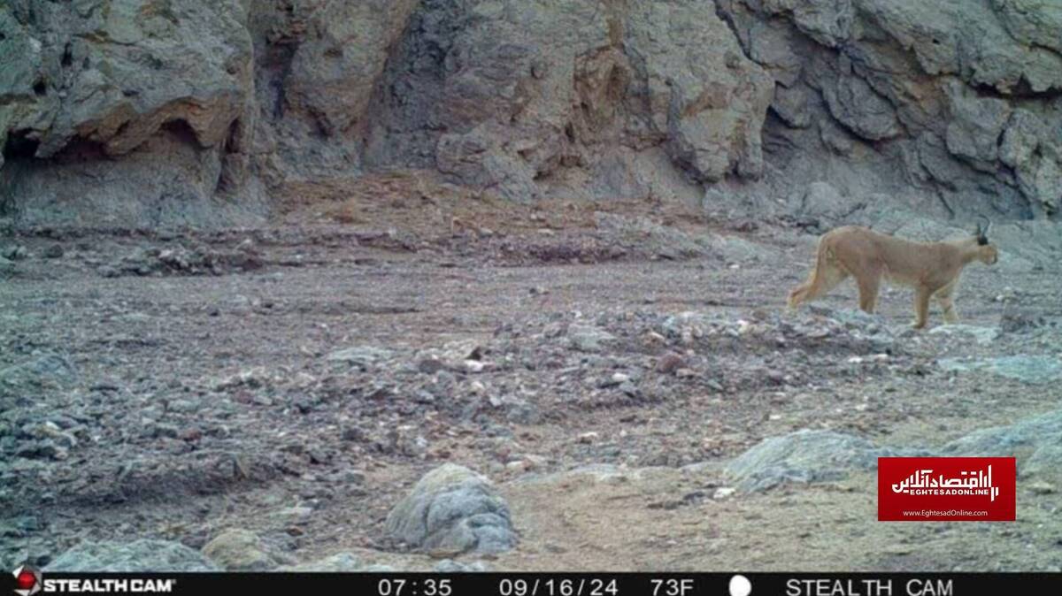 ثبت تصویر گونه کمیاب گربه «کاراکال» در پناهگاه حیات وحش عباس آباد نائین ثبت تصویر گونه کمیاب گربه «کاراکال» در پناهگاه حیات وحش عباس آباد نائین
