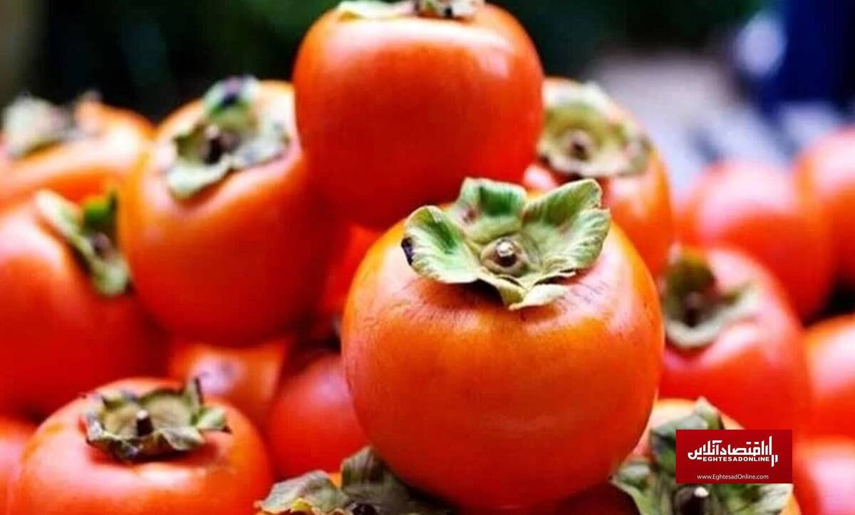 کیفیت بسیار بالای خرمالوی اصفهان| وضعیت خوب و بازار صادراتی مطلوب کیفیت بسیار بالای خرمالوی اصفهان| وضعیت خوب و بازار صادراتی مطلوب