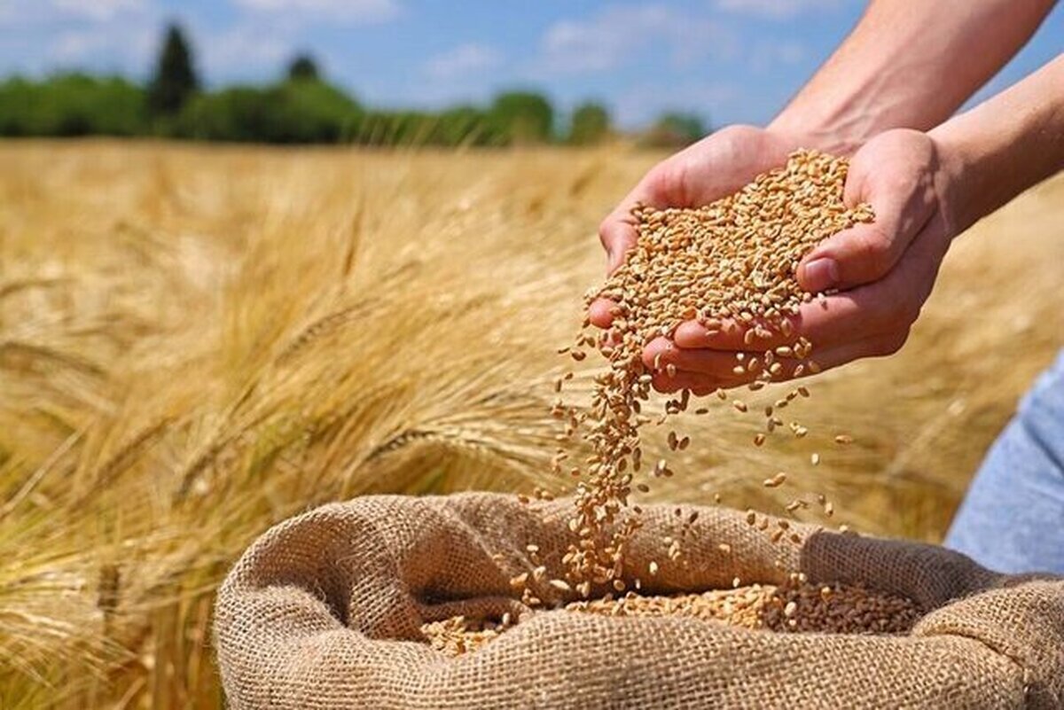 خبر مهم برای کشاورزان سیستان وبلوچستان / خرید تضمینی گندم آغاز شد خبر مهم برای کشاورزان سیستان وبلوچستان / خرید تضمینی گندم آغاز شد