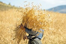 نرخ جدید خرید تضمینی گندم اعلام شد