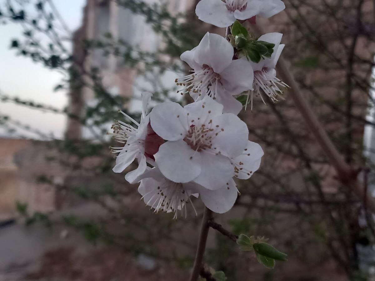 رُخ نمایی بهار در گیلان/ هوا گرمتر خواهد شد؟ رُخ نمایی بهار در گیلان/ هوا گرمتر خواهد شد؟