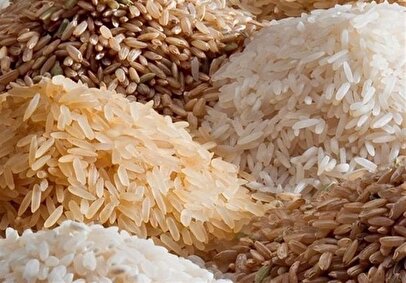 واردات برنج خارجی و اثر آن بر کشاورزان شمال کشور