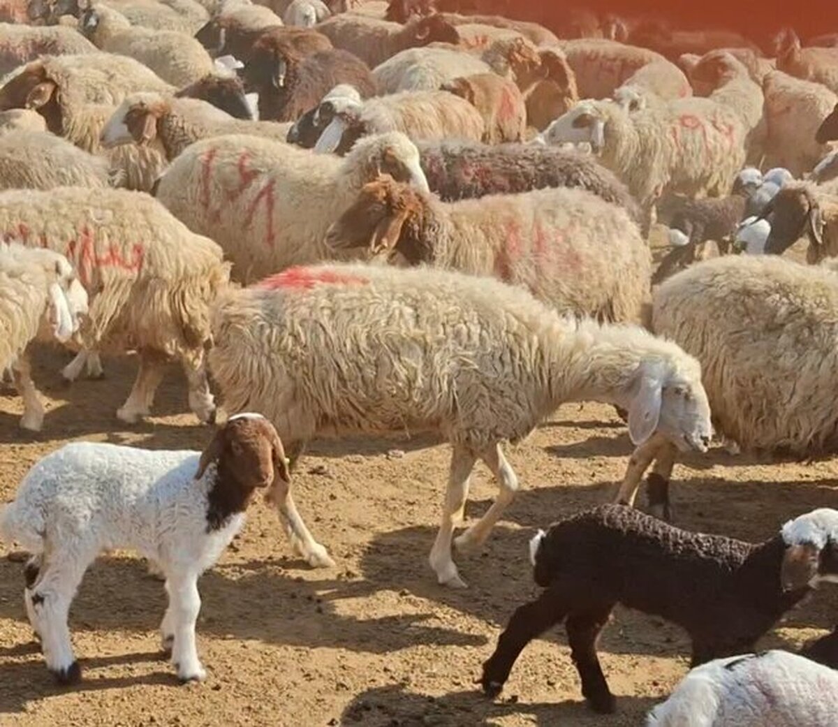 قیمت جدید دام زنده اعلام شد / رقم واقعی گوشت لو رفت