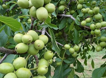 درآمد بالای ۵ میلیارد با کاشت یک هکتار نهال گردو اصلاح شده