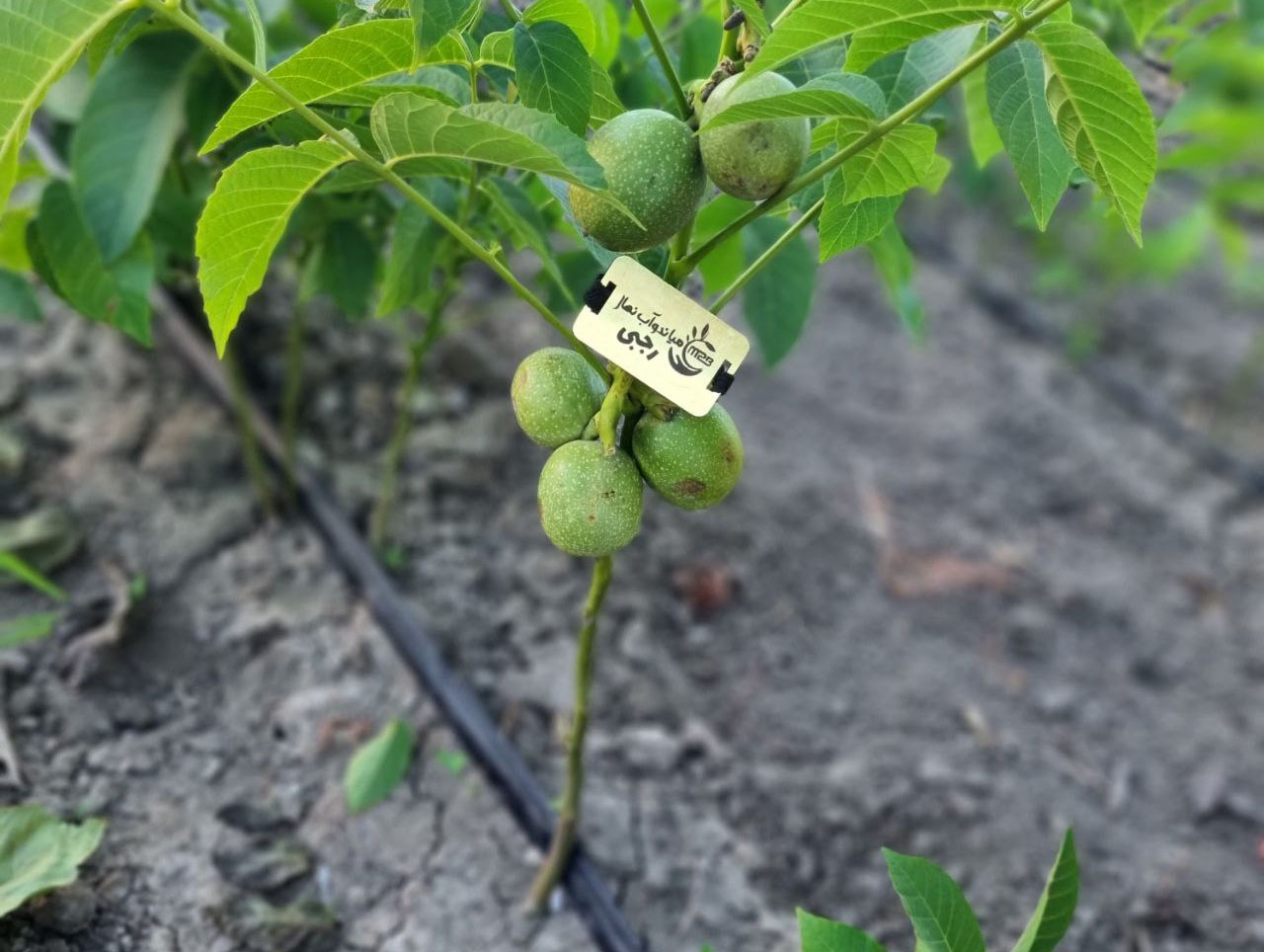 بهترین نهال گردو