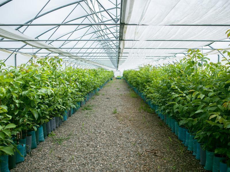 نهالستان گردو در تبریز