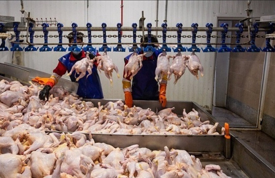 شوک قیمتی در بازار گوشت / مرغ کیلویی ۵۰۰ هزار تومانی وارد سفره مردم می‌شود