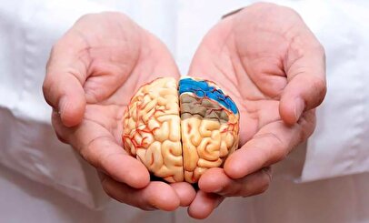 چند راه ساده برای تقویت حافظه / از سلامت مغز در میان‌سالی غافل نشوید