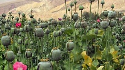 اعلام تصمیم نهایی درمورد کشت خشخاش / تاریخ کشت اول در ایران مشخص شد