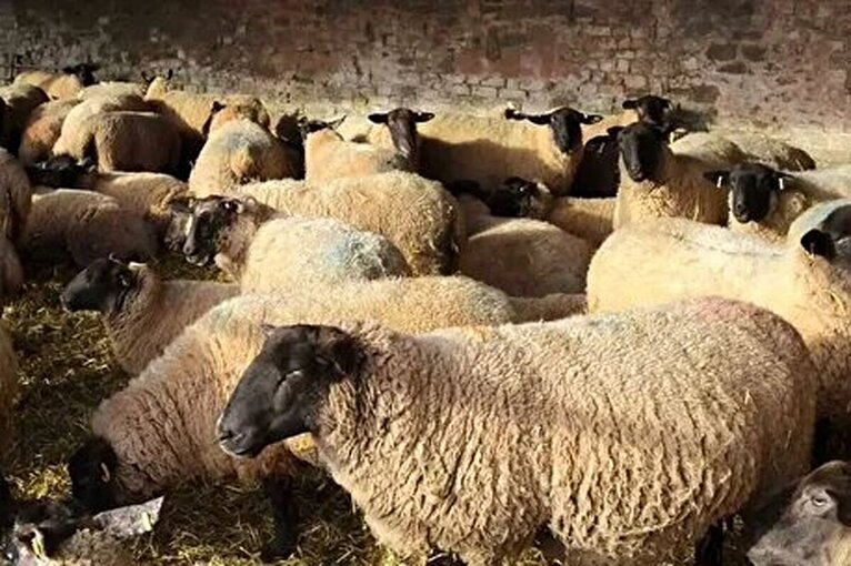 قیمت دام زنده امروز جمعه ۲۴ بهمن ۱۴۰۴/ گوشت ارزان شد