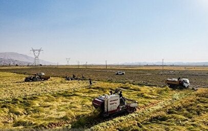 پرداخت غرامت بیمه کشاورزی به خسارت‌دیدگان ادامه دارد