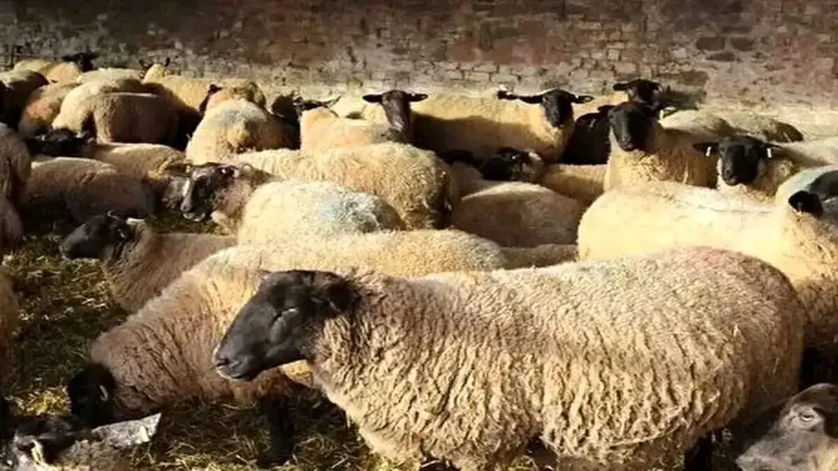 قیمت دام زنده امروز یکشنبه ۳ اسفند ۱۴۰۴ / گوسفند و گوساله ارزان شدند؟