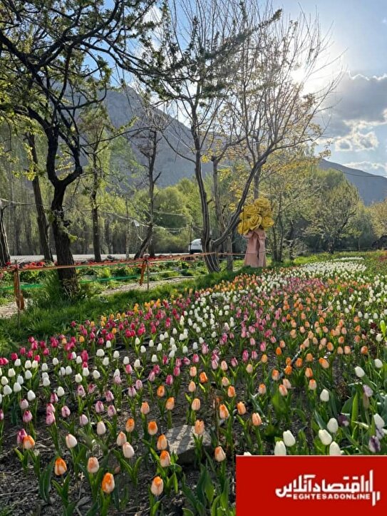 کوهپایه‌های البرز میزبان چهارمین «جشنواره گل ها» شد/۲۵۰ هزار شاخه گل هلندی زینت بخش جشنواره