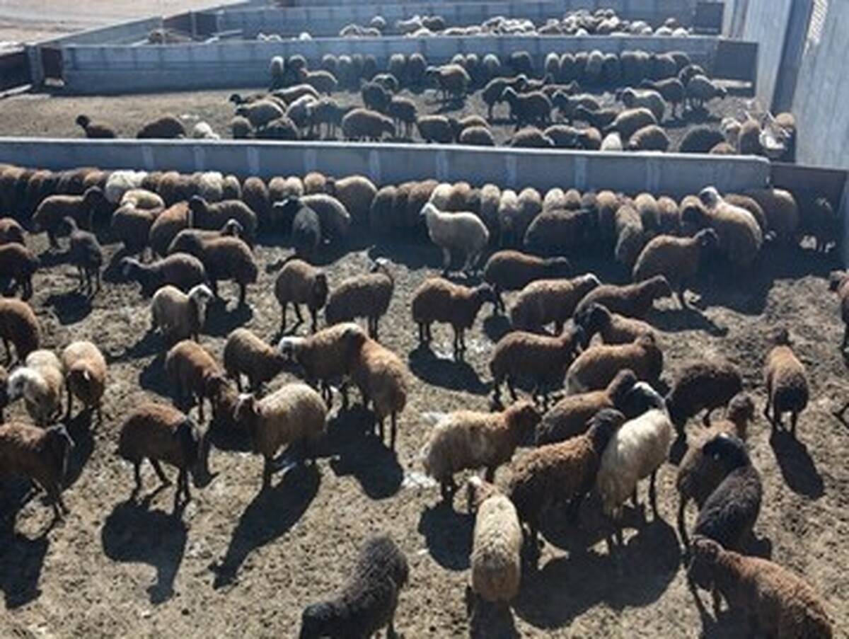  واردات دام زنده از افغانستان/ ماجرای آلودگی دامی در افغانستان چیست؟ 