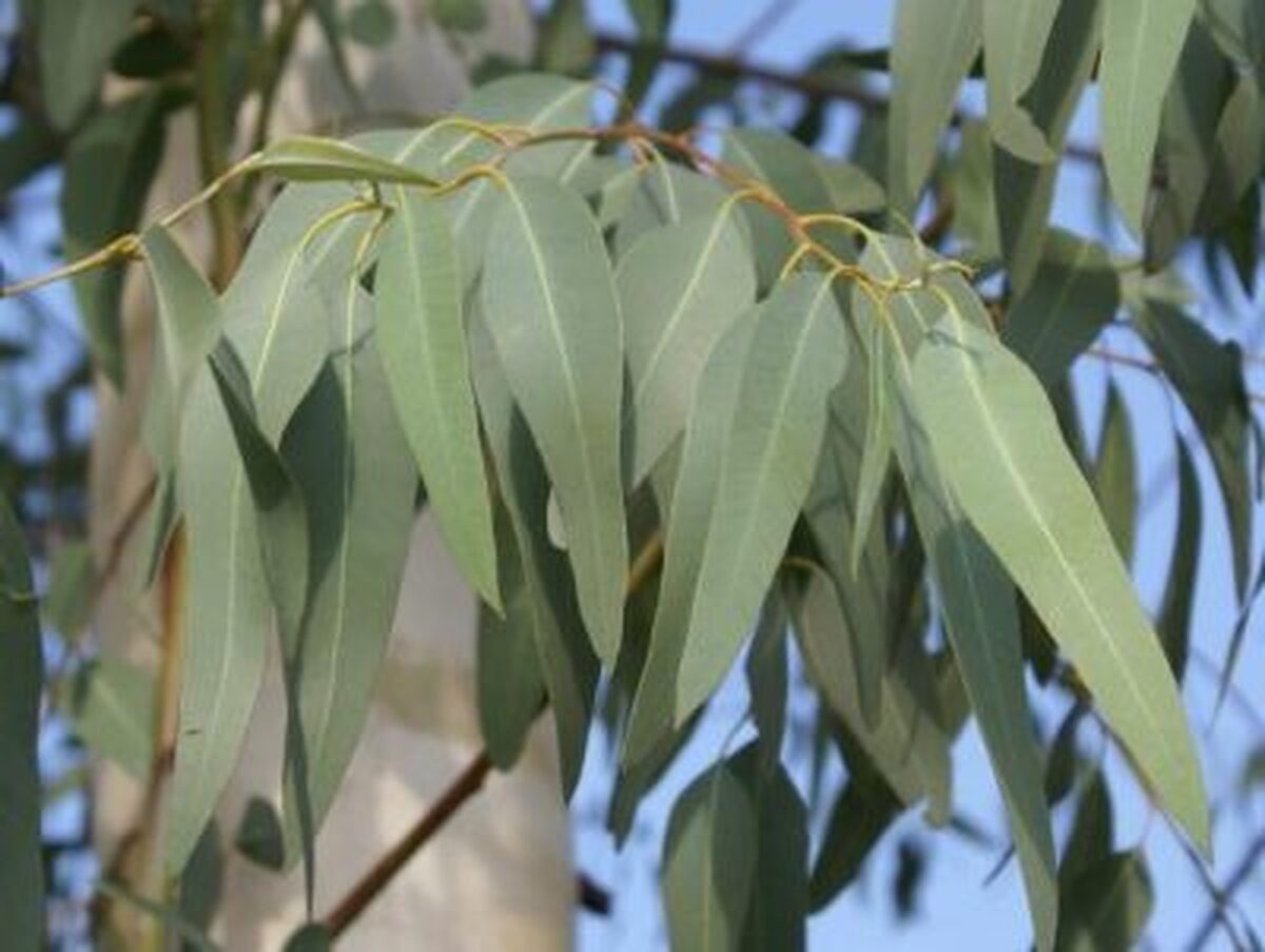 جنگجوی ضد عفونت را بشناسید