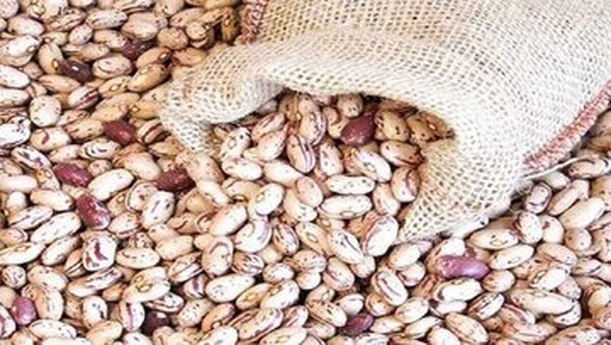 اصلاح قیمت لوبیا چیتی /این کالا را گرانتر از این رقم نخرید اصلاح قیمت لوبیا چیتی /این کالا را گرانتر از این رقم نخرید