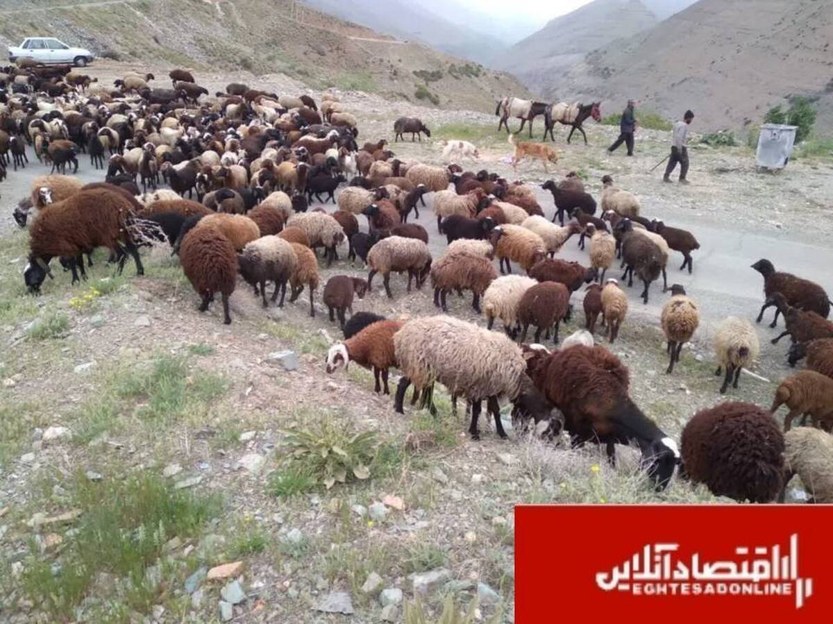  اخراج ۴۰۰ رأس دام غیرمجاز از مراتع ملی کرج/ دام‌ها ۹۳۰ میلیون تومان به منابع طبیعی خسارت زدند 