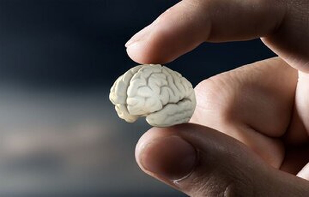  چرااین افراد حجم مغز کمتری دارند؟ 