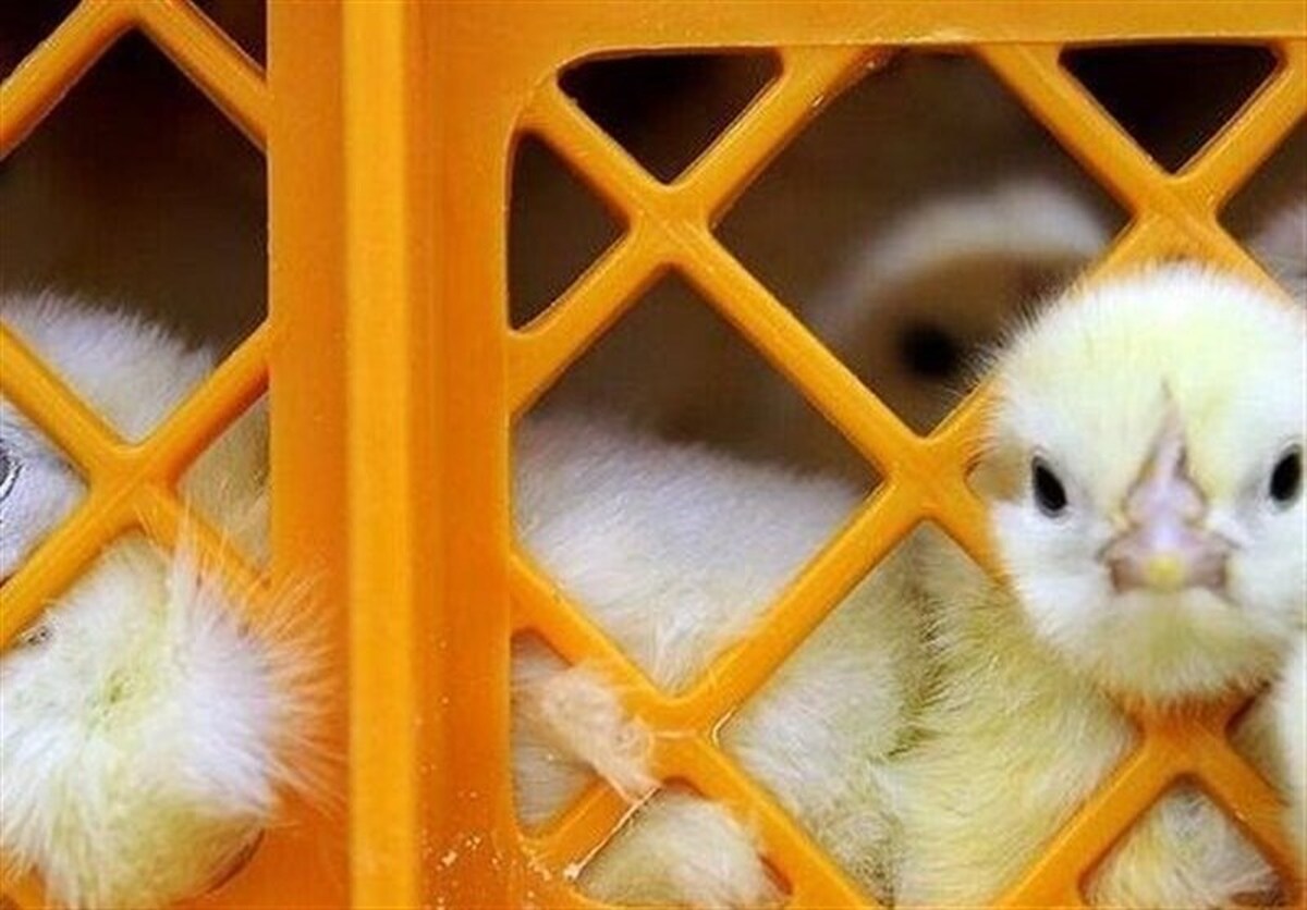  قیمت جوجه یک روزه هم اصلاح شد/ هر عدد جوجه چند؟ 