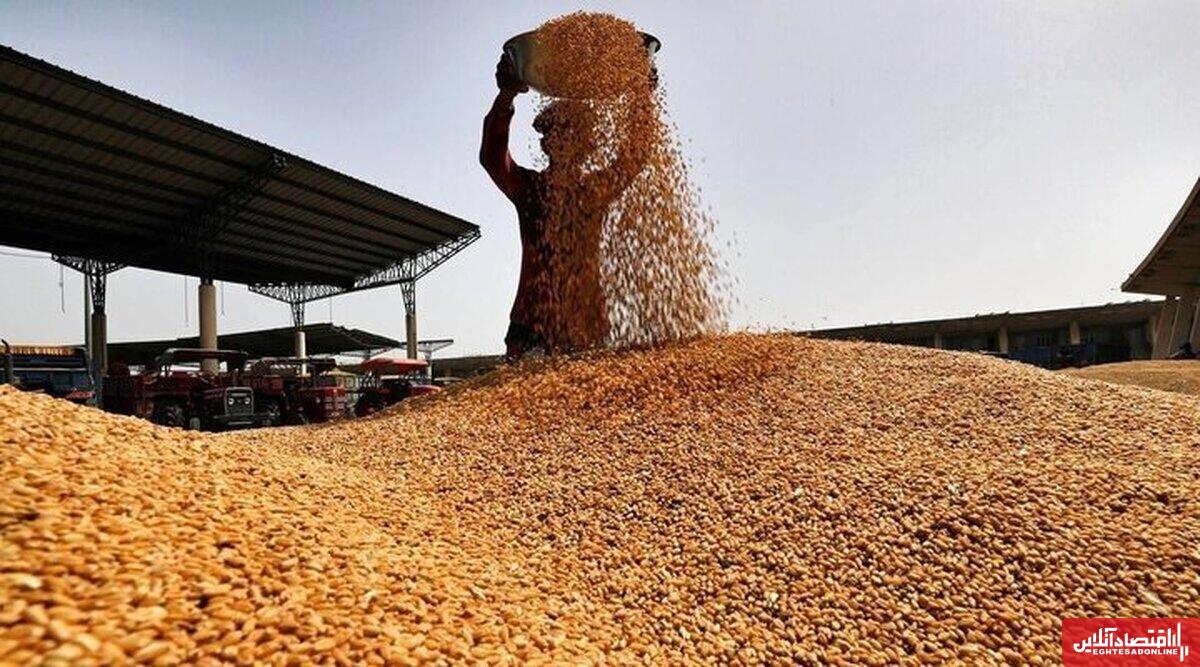  ۴۵ مرکز برای خرید تضمینی گندم در اصفهان فعال است/ واردات ۷۰ هزار تن گندم به استان 