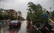 سقوط درخت بر روی خودرو در اثر طوفان در تهران +فیلم