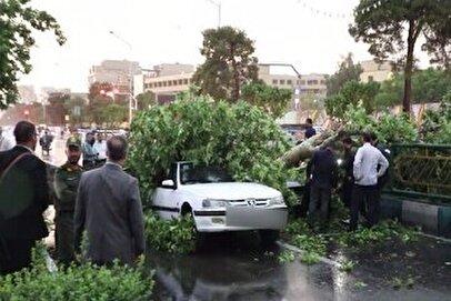دریافت خسارت از شهرداری در صورت سقوط درخت امکان‌پذیر است؟