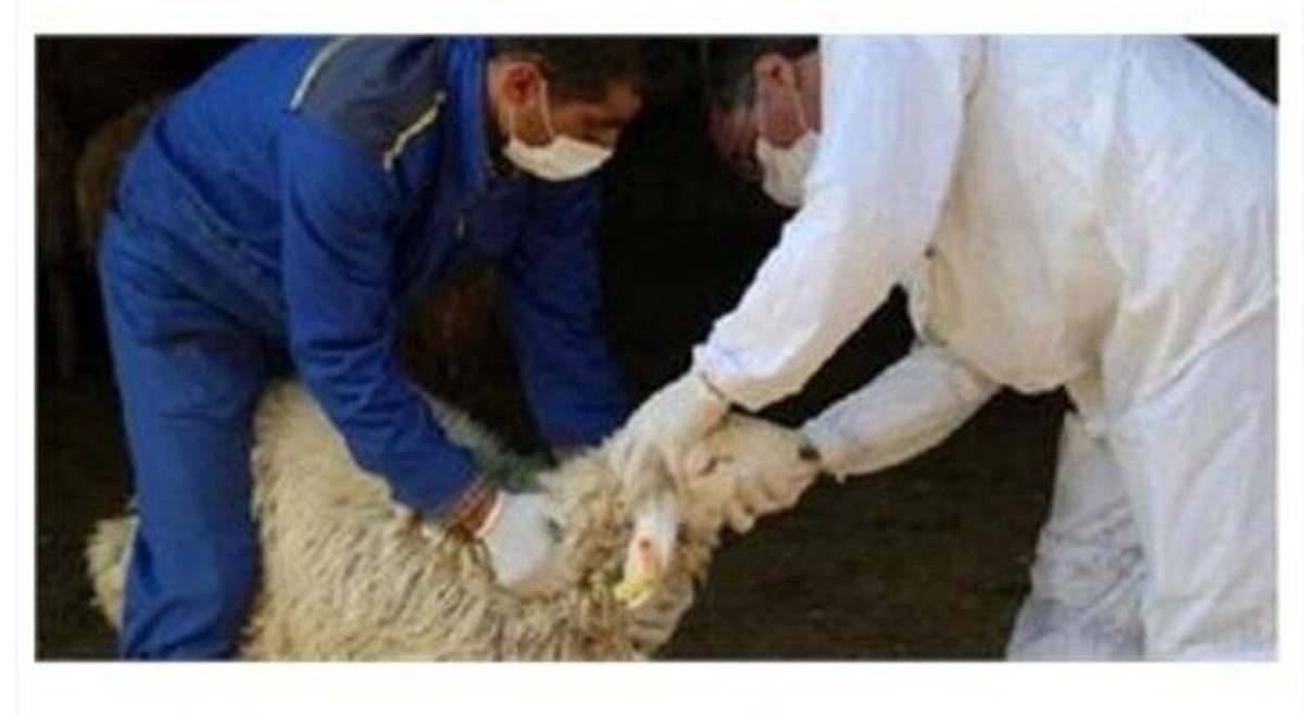  هشدارهای جدی درباره ذبح دام در عید قربان/ تب کریمه کنگو در کمین شماست! 